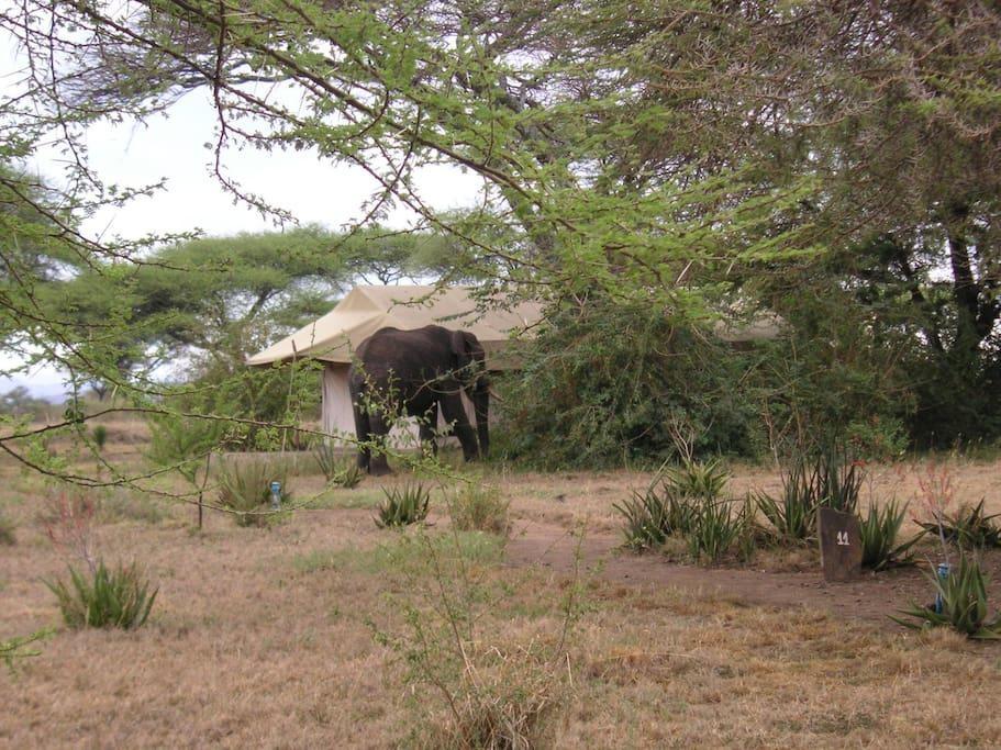 Mapito Tented Camp Серенгети Экстерьер фото